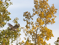 Hawk in Fall Cottonwood 4959